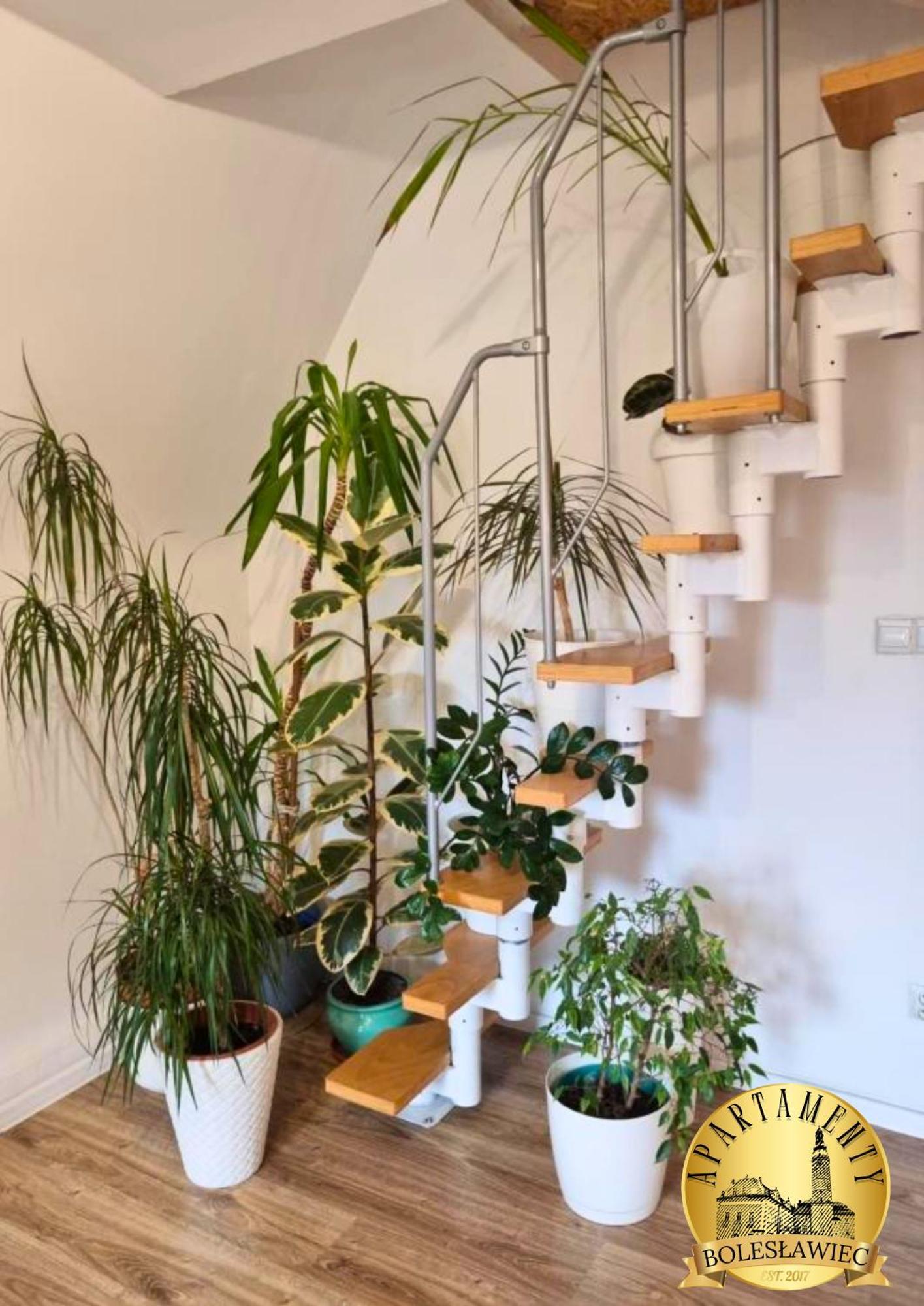 Apartament W Rynku 博莱斯瓦维茨 外观 照片